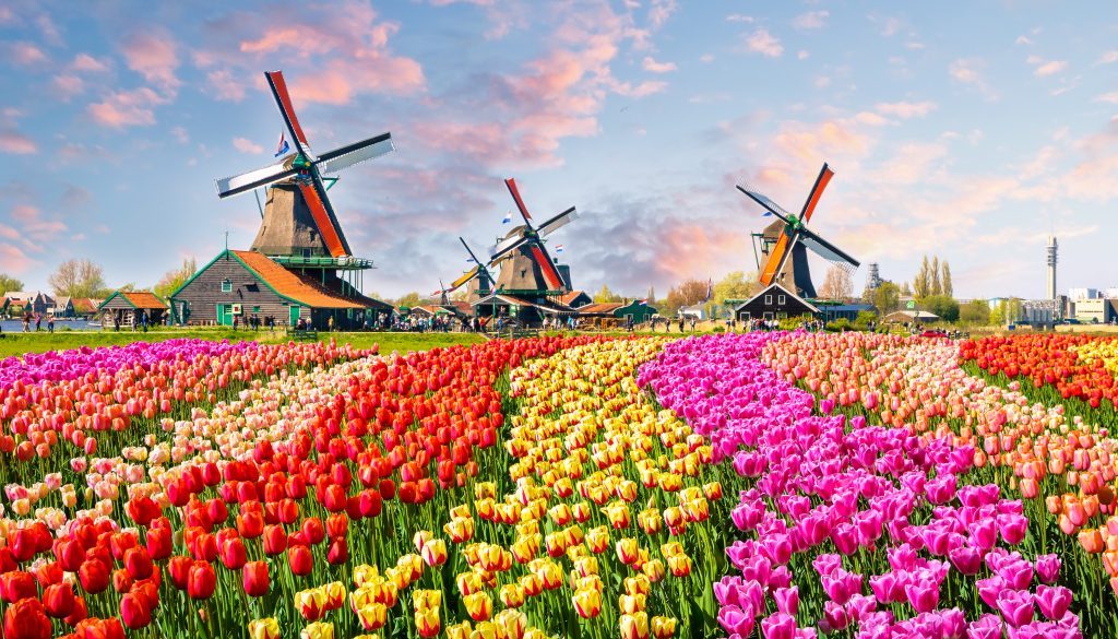 Landscape with tulips in Zaanse Schans, Netherlands, Europe