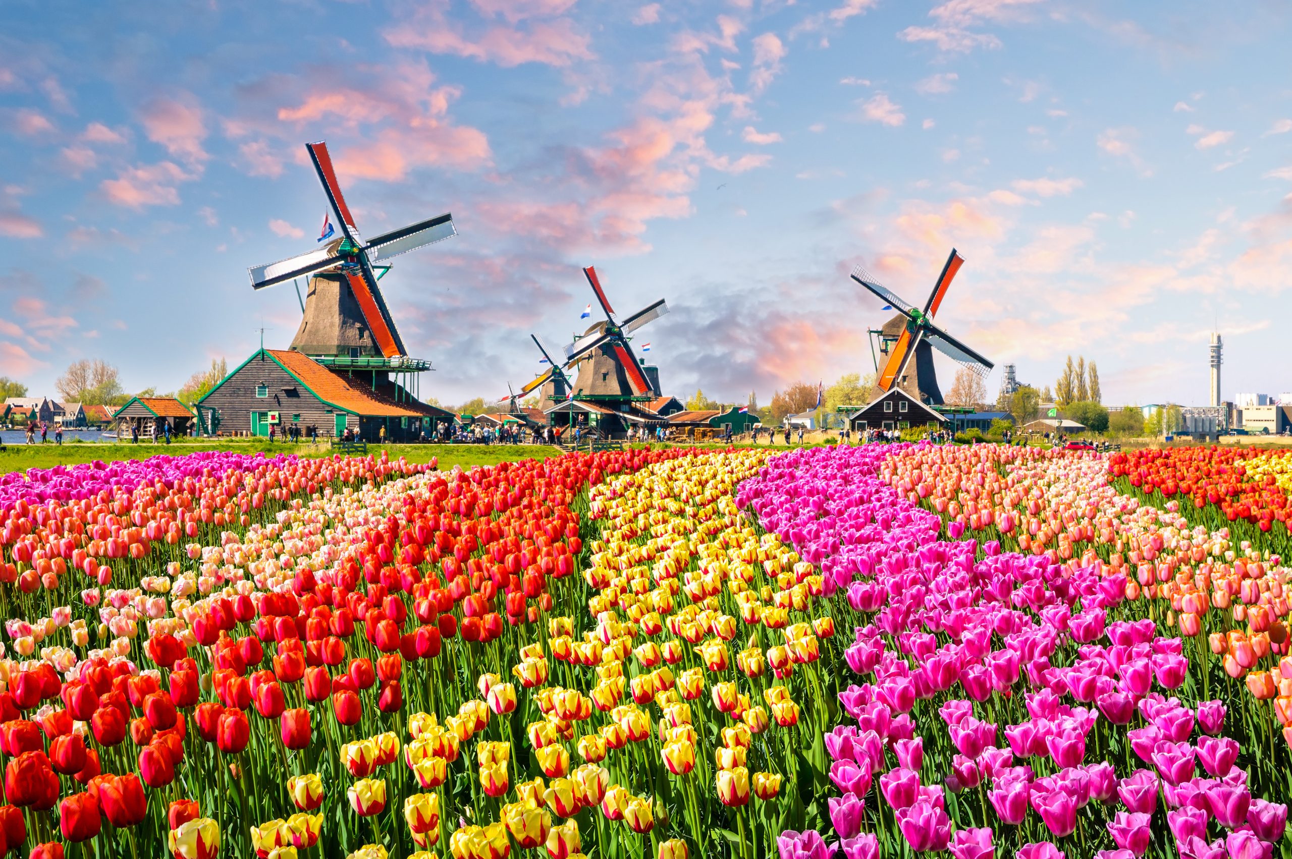 Zur Tulpenblüte in Holland