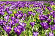Krokusse_640
