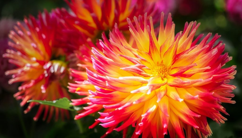 dahlias-7285942_1280