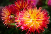 dahlias-7285942_1280