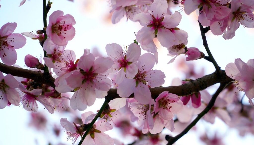 almond-tree-4931307_1280