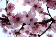 almond-tree-4931307_1280