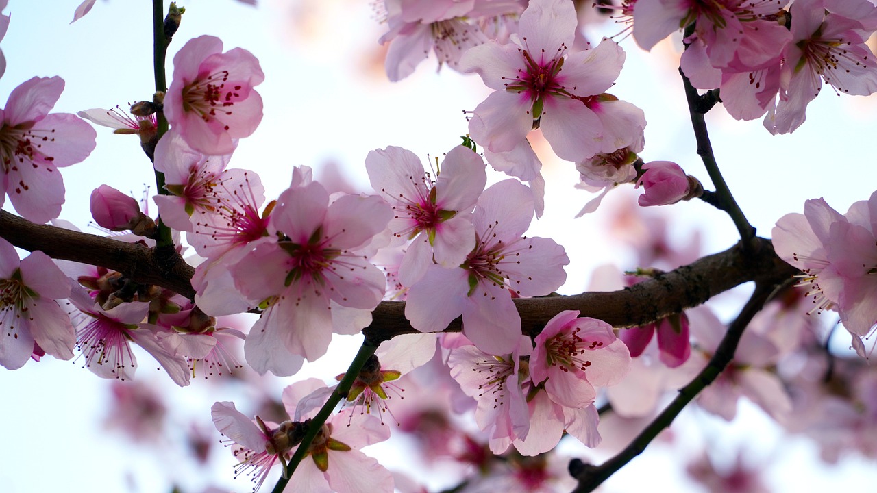 Mandelblüte in der Pfalz