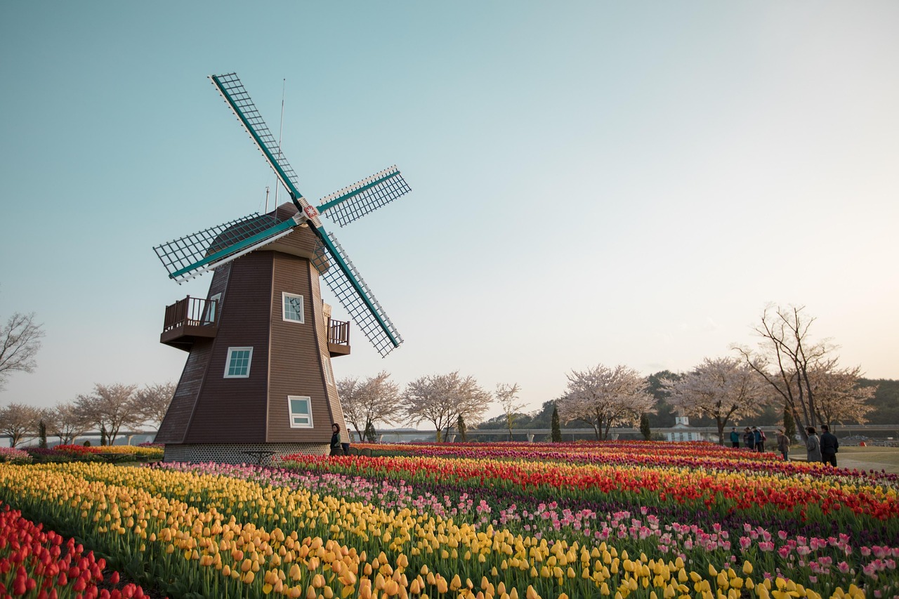 Zur Tulpenblüte in Holland