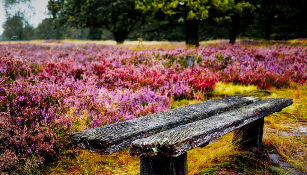 bank-2062530_960_720