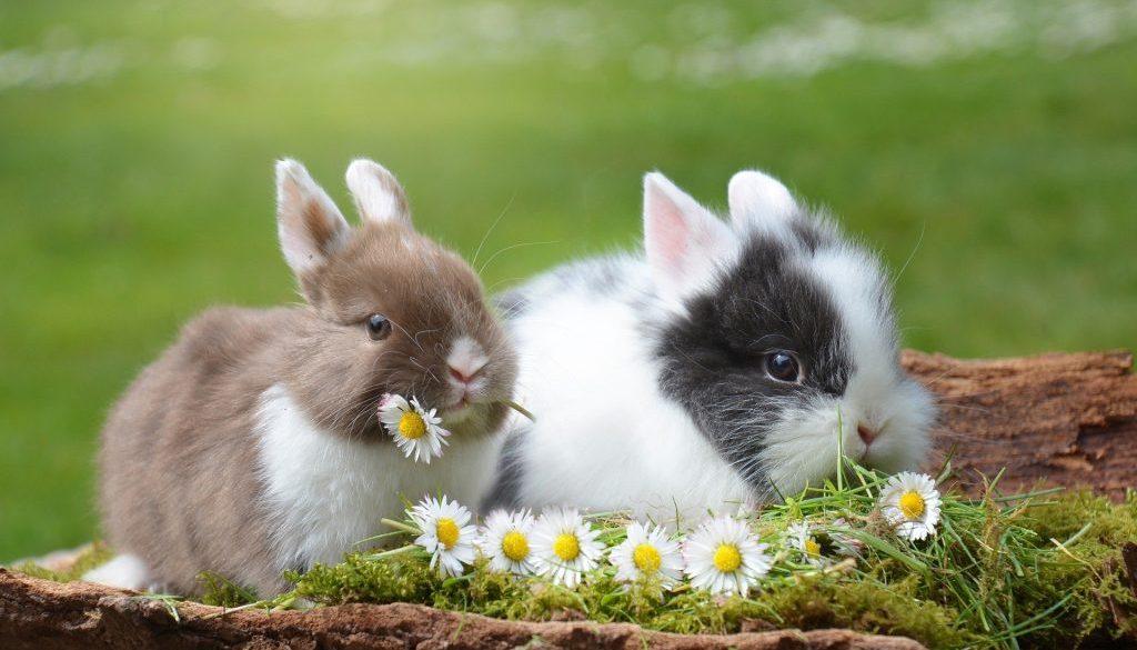 rabbits-g03d5abeeb_1920