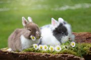 rabbits-g03d5abeeb_1920